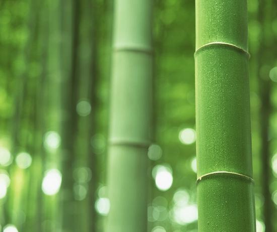 如果你注重纯天然和环境保护，很有可能你需要认识一下竹纤维面料
(图1)